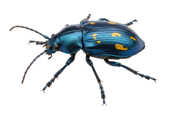 Blue beetle with yellow spots isolated on transparent background, colorful insect with iridescent shell for entomology and nature studies