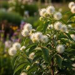 Buttonbush Blooms in Summer Garden - A Close-Up of Cephalanthus occidentalis.