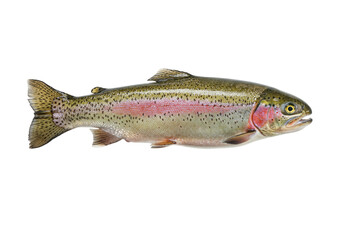 Rainbow trout isolated PNG, freshwater fish with colorful stripe for fishing and aquaculture concepts, on transparent background