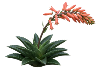 Isolated aloe aristata plant with orange flowers, a spiky succulent, tropical plant nature