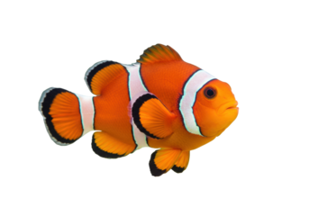 Isolated clownfish swims with orange and white stripes with black tips on fins in ocean