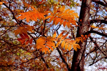 autumn leaves in the forest