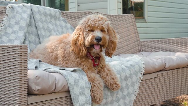 A portrait of a charming curly brown goldendoodle dog of breed Cavapoo outdoor in summer in green park.