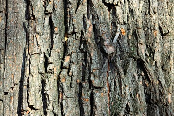 tree bark texture
