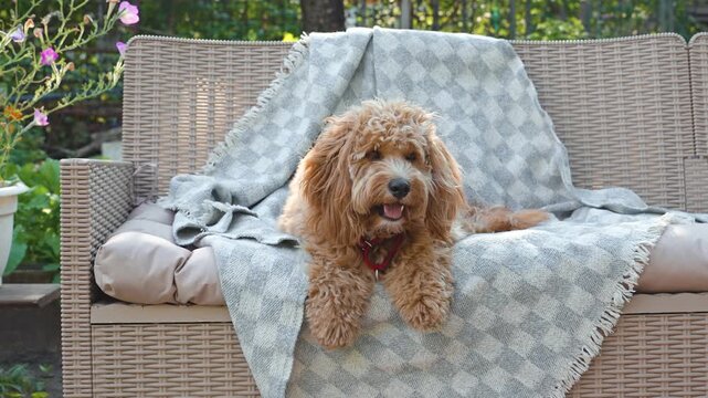 A portrait of a charming curly brown goldendoodle dog of breed Cavapoo outdoor in summer in green park.