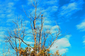 tree in the sky