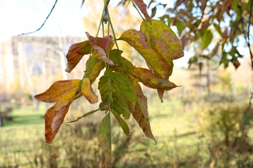 red maple leaves