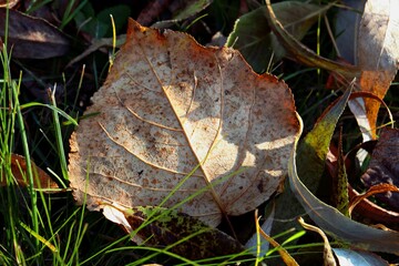 autumn leaves on the ground