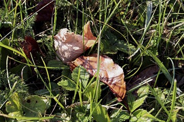 wild duck in the pond