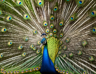 Fototapeta premium brilliantly colorful peacock displaying its iridescent plumage in full glory. Concept of natural splendor., peacock with feathers out of focus