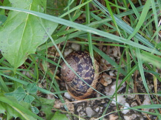 Coquille d'Escargot Vide Nich&eacute;e dans une Touffe d'Herbe Verte &ndash; Macro, Nature, Printemps, &Eacute;cologie et D&eacute;tail Organique au Sol