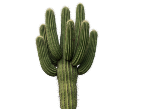 Isolated Saguaro cactus with its ridged arms and spines, a desert succulent plant
