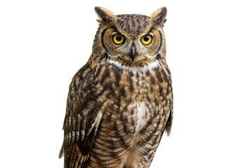 Great horned owl isolated PNG, majestic bird of prey with yellow eyes and brown feathers on transparent background