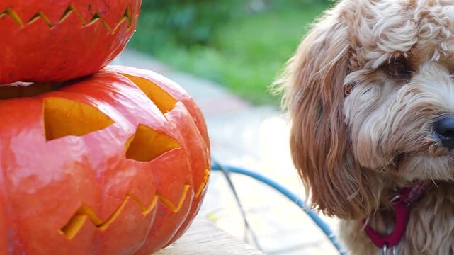 Curly brown dog goldendoodle in the yard decorated for Halloween