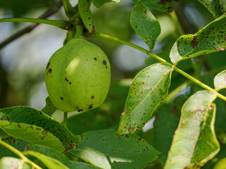 Green husk of a walnut on the tree among green leaves.
