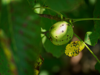 Green husk of a walnut on the tree among green leaves.
