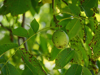 Green husk of a walnut on the tree among green leaves.
