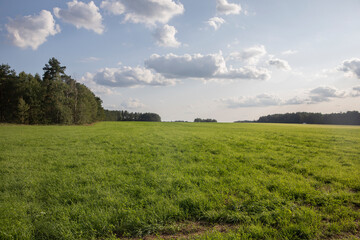 A summer meadow with lush green grass on a sunny day with clouds, summer walks in nature,...