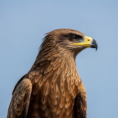 Majestic Eagle Portrait - A Study in Focus and Determination.