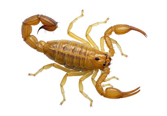 Isolated, golden-brown scorpion with claws, tail, and stinger curled upward in defense