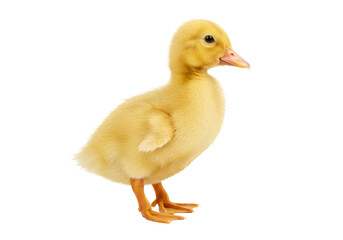 Adorable yellow duckling isolated PNG, cute baby duck for springtime and Easter designs on transparent background