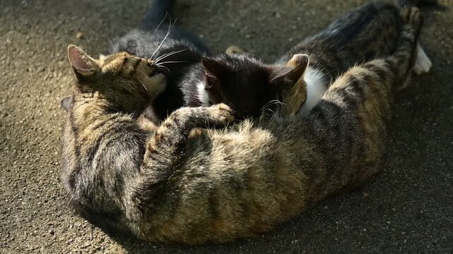 Une maman chat qui la toilette de l'un de ses chatons pendant la t&eacute;t&eacute;