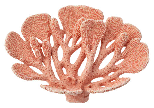 Elegant pink coral isolated on transparent background, sea life decoration for marine and nautical themes