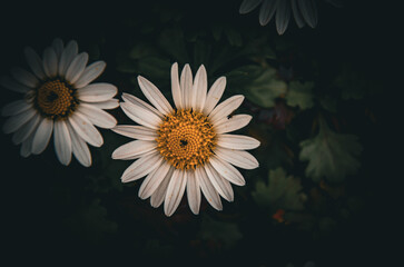 Dramatic Close-up of White Daisy Flowers Against a Low-Key Dark Background