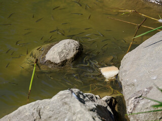 Small fish are eating a piece of bread thrown into the water near the shore.
