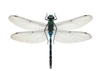 Vibrant blue and green dragonfly isolated on transparent background, detailed insect with delicate wings for nature designs and educational use PNG