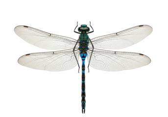 Vibrant blue and green dragonfly isolated on transparent background, detailed insect with delicate wings for nature designs and educational use PNG