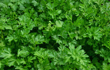 Fresh Green Parsley Leaves in a Garden close up top view