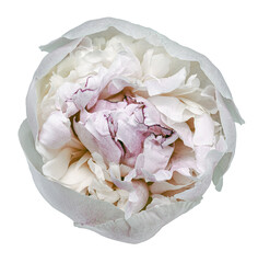 Peony flower  on  a  white isolated background with clipping path. Closeup. For design. Nature..
