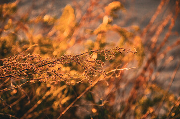Warm Golden Bokeh and Dry Wildflower Stems in Late Autumn Sunlight.