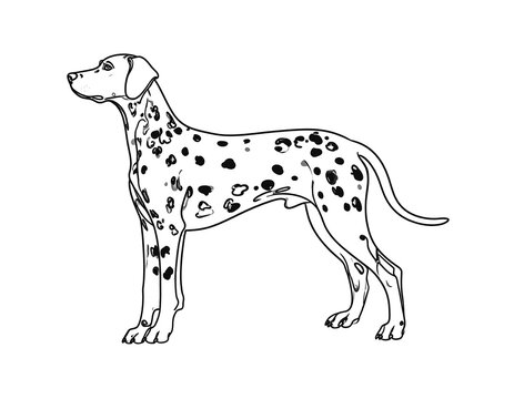 A black and white outline of a Dalmatian standing, side view