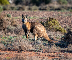 Wallaroo