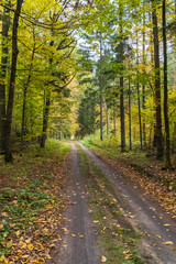 Path in Bialowieza Forest in Poland, autumn