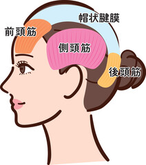 若い女性の横顔　頭部の筋肉の図解イラスト（名称あり・カラフル）