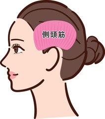 若い女性の横顔　側頭筋の図解イラスト（名称あり）