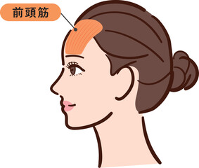 若い女性の横顔　前頭筋の図解イラスト（名称とライン付き・カラフル）