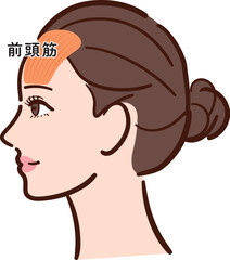 若い女性の横顔　前頭筋の図解イラスト（名称あり・カラフル）