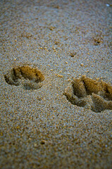 Deep Tire Tread and Footprint Markings Left in Textured Wet Sand