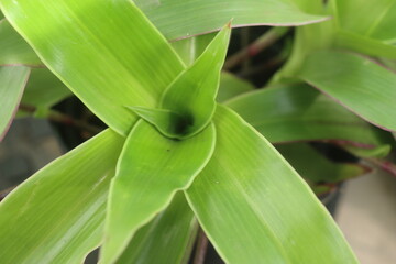 Złoty Wąs koszyk Mojżesza z Meksyku i Karaibów Callisia fragrans © Perovskia