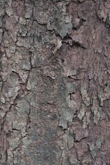 Close up tree bark texture as a wooden background