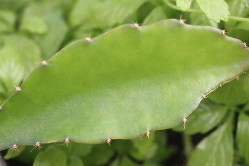 Hylocereus Undatus kaktus © Perovskia