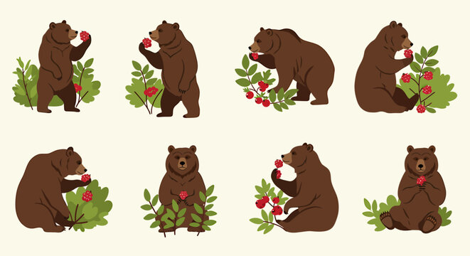 Eight brown bears foraging for red berries among green bushes