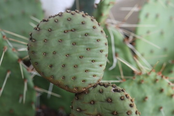 OPUNTIA BASILARIS WHITNEYANA kaktus © Perovskia