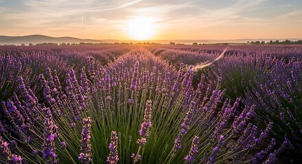 Fototapeta premium Tranquil sunrise paints a lavender field in soft, vibrant hues