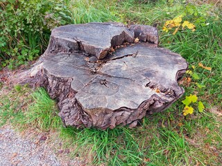 Baumstumpf
