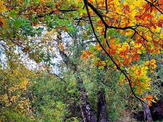Der Herbst ist bunt